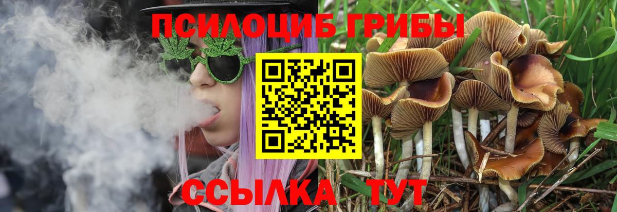 Видное  хочу   Вход с VPN  Псилоцибиновые грибы мицелий 